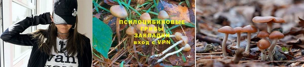 ГАЛЛЮЦИНОГЕННЫЕ ГРИБЫ Лихославль